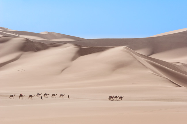 Caravane de dromadaires dans le désert lybien - Camel caravan in the Libyan desert