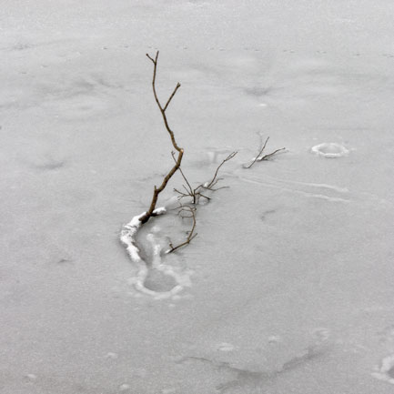 Branche gelée, neige et glace - Frozen branches, snow and ice