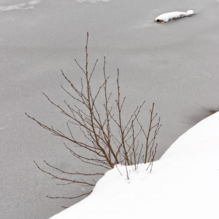 Arbuste, neige et glace - Shrub, snow and ice