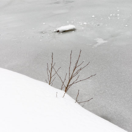 Arbuste, neige et glace - Shrub, snow and ice