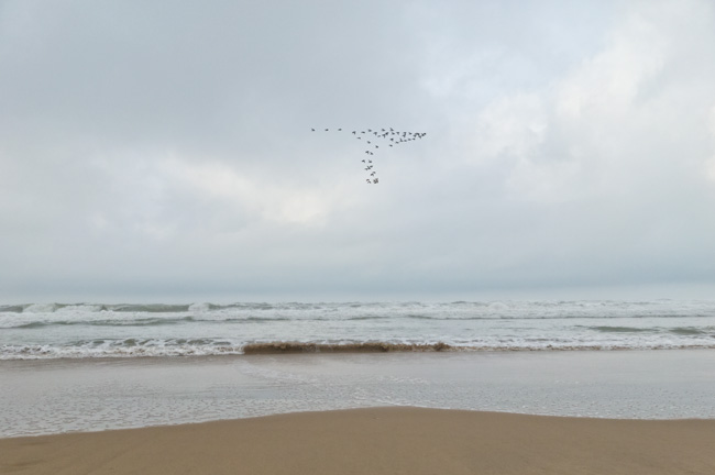 Grande Plage, île d'Oléron, vol de mouettes